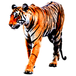 Jungle Safari In Tadoba