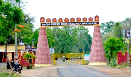Resorts Near Kolara Gate Tadoba