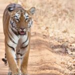 Deluxe Room In Tadoba