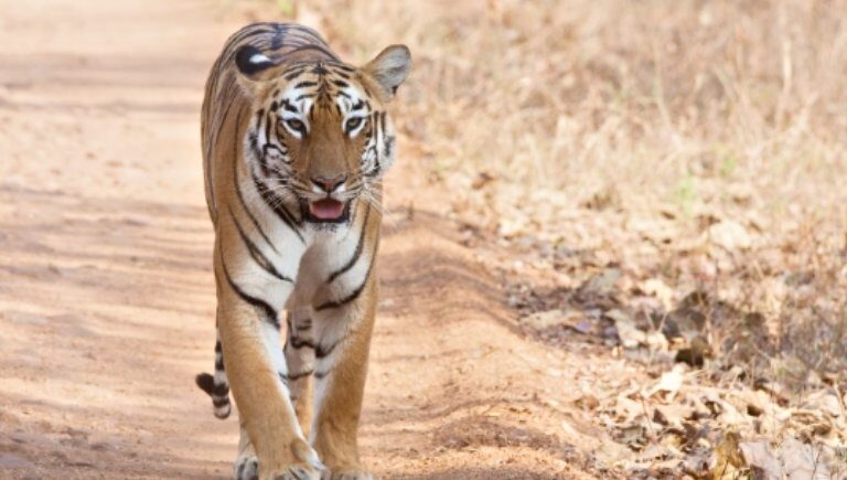 Top 5 Tiger Sighting Spots in Tadoba
