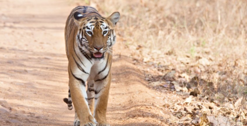 Deluxe Room In Tadoba