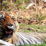 Resort For Corporate Outing In Tadoba