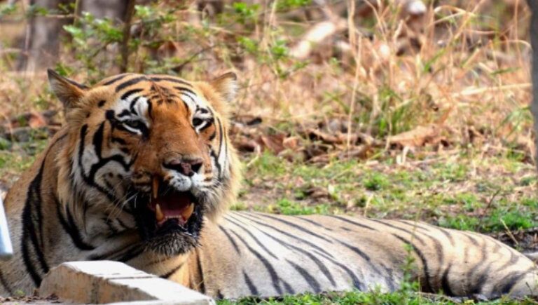 Recent Tiger Activity in Tadoba From May to August 2025