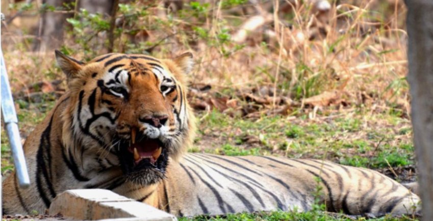 Resort For Corporate Outing In Tadoba