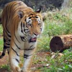 Luxury Resort In Tadoba