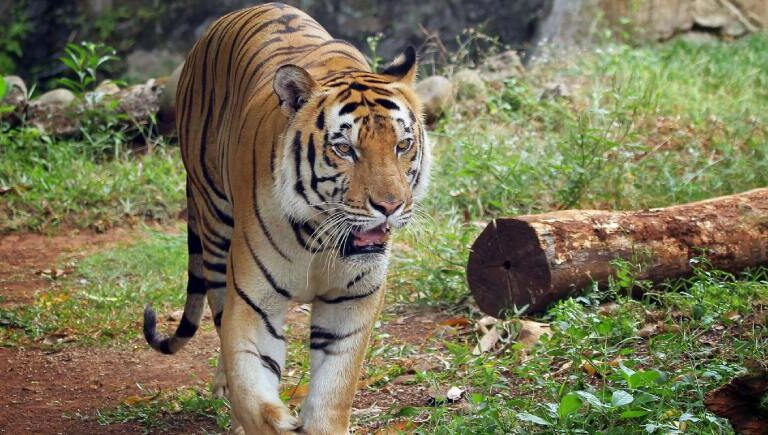 Enjoy Winter Stays as Tadoba Safari Season 2025 Reopens