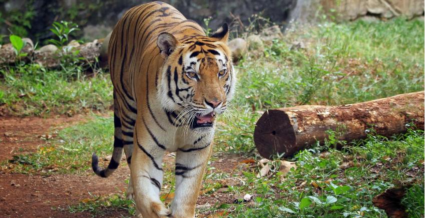 Luxury Resort In Tadoba