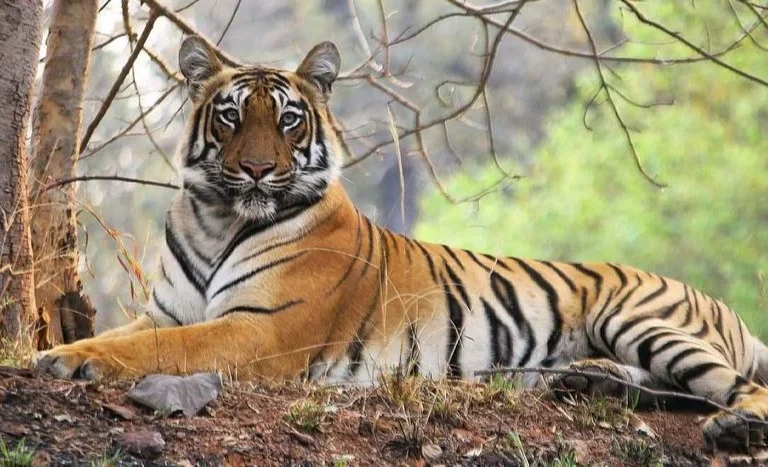 Understanding Tadoba’s Tiger Territories- Kolara, Moharli & Navegaon